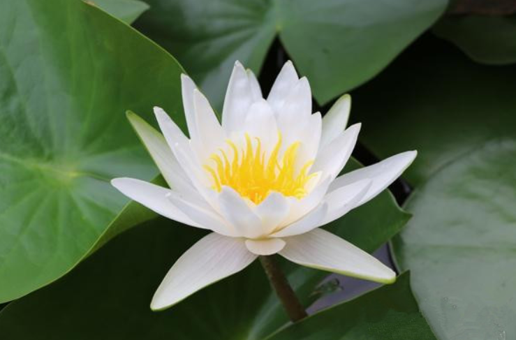 小孩子夏季愛感冒？做到 以下7 點夏季少感冒 